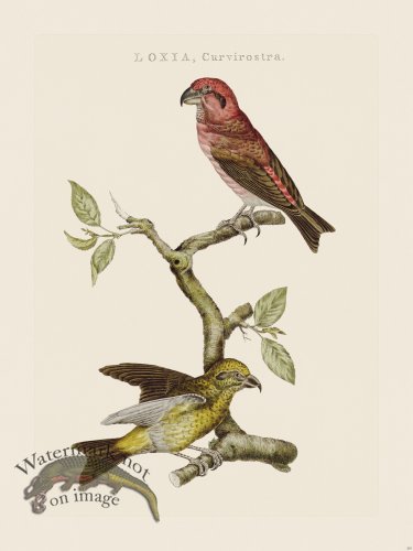 (image for) Nozeman Bird 204