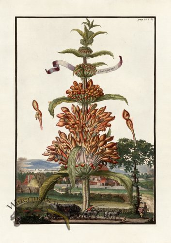 (image for) Volckamer 082