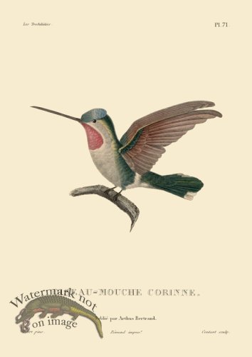 (image for) Humming Bird 71