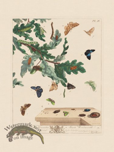 (image for) Moses Harris Insects 10