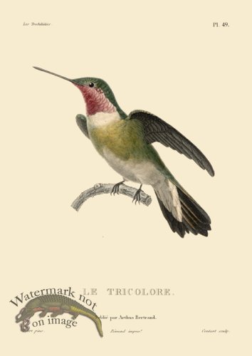 (image for) Humming Bird 49