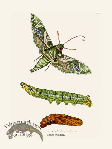 (image for) 372 Sphinx Oleander