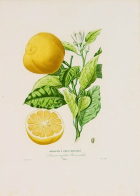 Poiteau Citrus 02