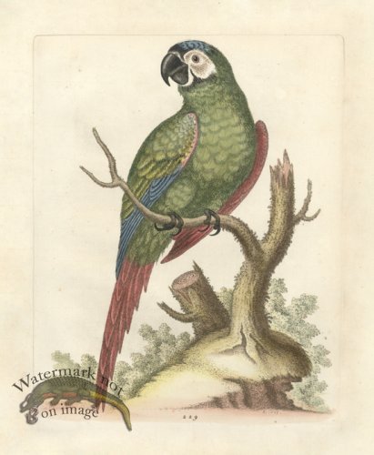 Edwards Parrot 11.jpg