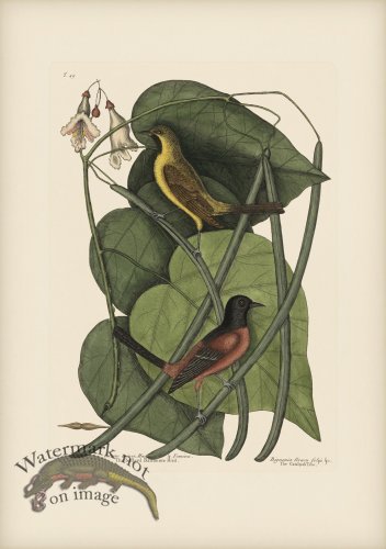 (image for) 049 Bastered Baltimore