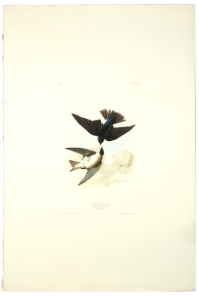 White-Bellied Swallow