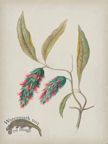(image for) Andean Botanicals 024