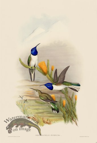 (image for) Gould Hummingbird 069