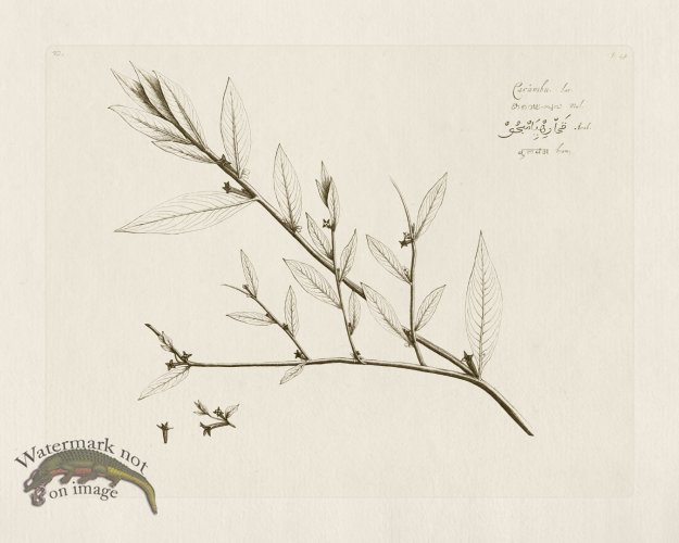 (image for) HORTUS VOL 02 49