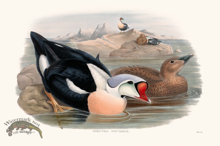 (image for) Gould Waterfowl 09