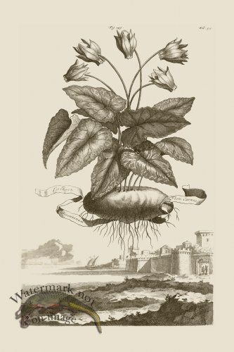 (image for) Abraham Munting 149