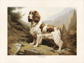CFA Dog Britany Spaniel 01