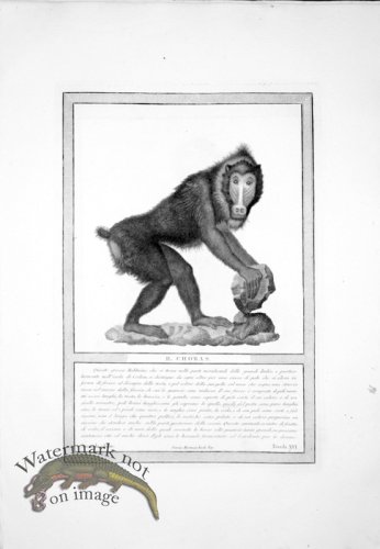 (image for) The_Monkeys_22