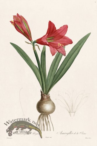 (image for) Les Liliacees Redoute 009