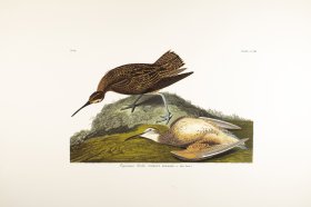 Esquimaux Curlew