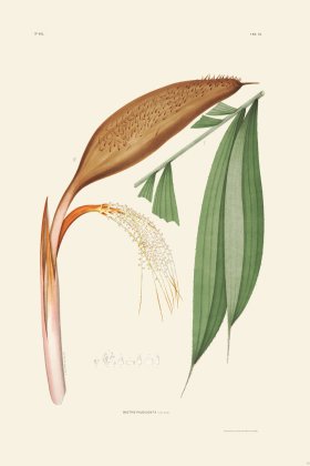 Rodrigues Palm Front 062