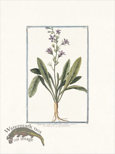 (image for) Bonelli 074 Edible bell flower