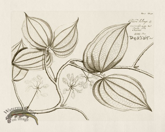 (image for) HORTUS VOl 07 52