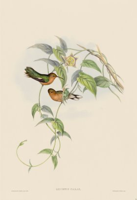 Gould Hummingbird 056