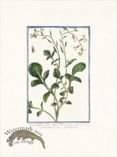 (image for) Bonelli 333 Rocket Salad