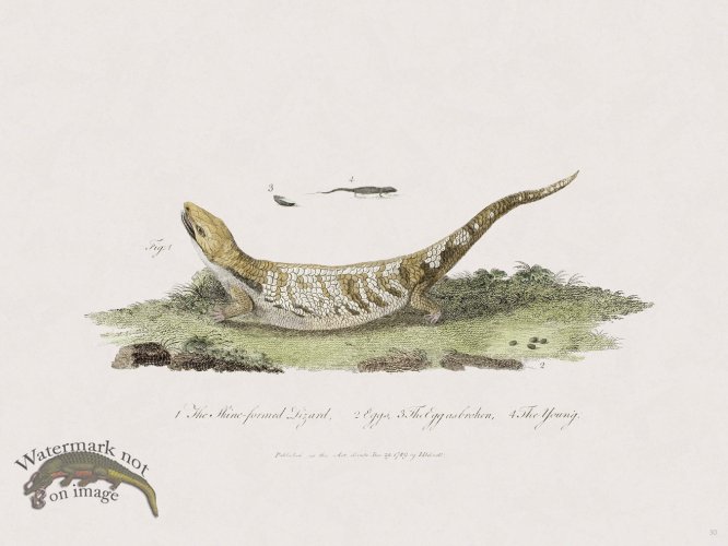 (image for) 30 New Holland Caffowary