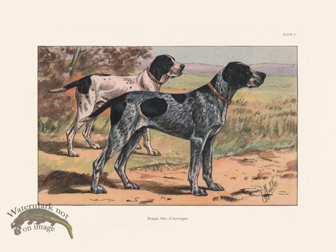 (image for) Les Chiens 005