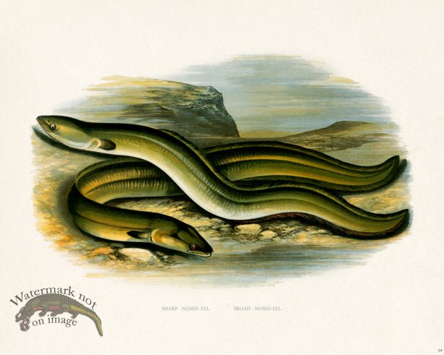 (image for) British FW 39