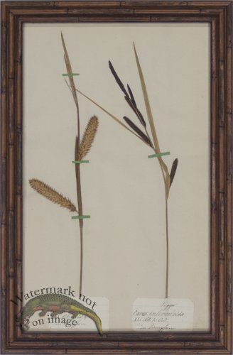 (image for) Herbarium BbF 22