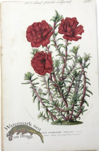 (image for) Houtteano_Bot_036