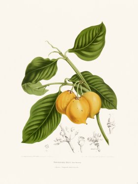 (image for) Horticulture of Java 14