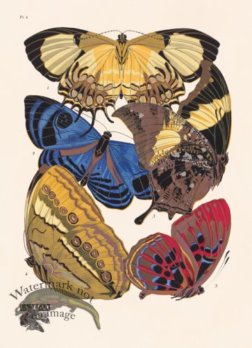 (image for) Seguy Butterfly 04