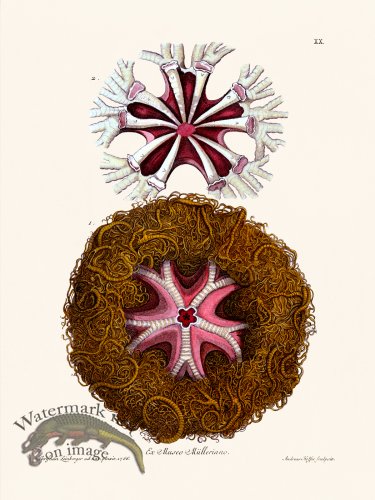 (image for) Knorr Sealife 20