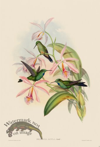 (image for) Gould Hummingbird 094