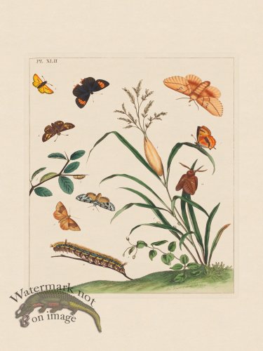 (image for) Moses Harris Insects 42