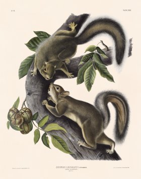 043 Hare Squirrel