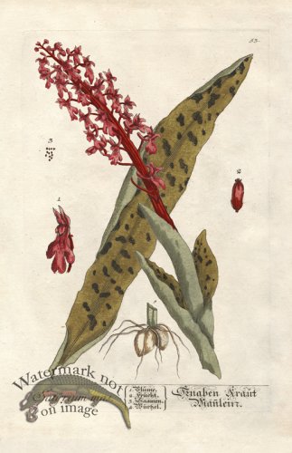 (image for) Blackwell GE 053