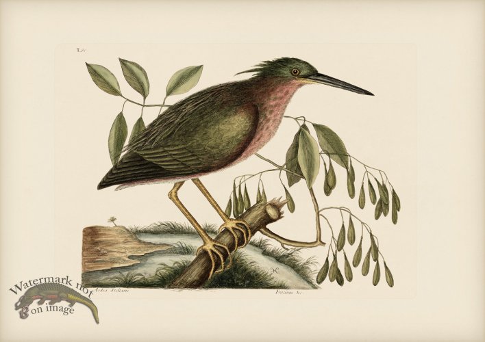 (image for) 080 Small Bittern