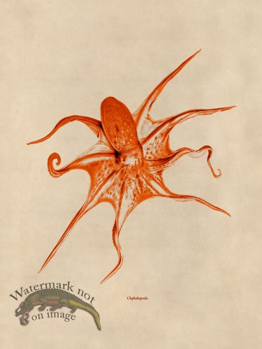 (image for) Octopus Orange 25