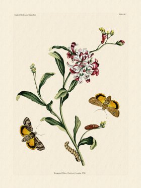 Wilkes Butterflies 060