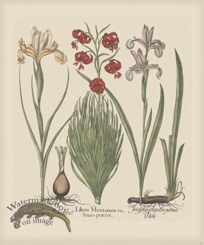 (image for) Besler 185 Colored B2