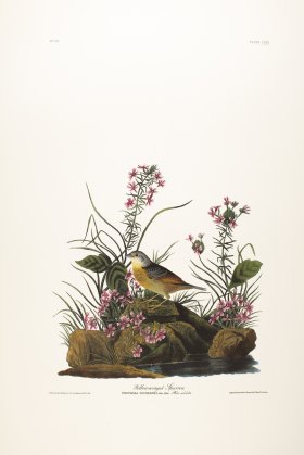 Yellow-Winged Sparrow