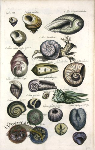 (image for) 1660_Sea_life_03