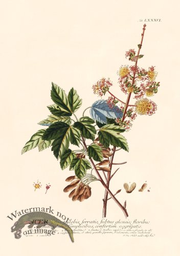 (image for) Trew Botanical 86