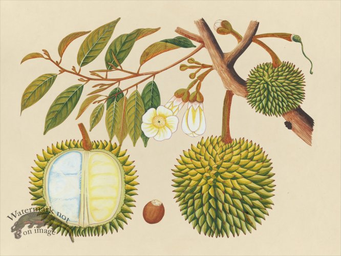 (image for) Far East Fruit and Flowers 31