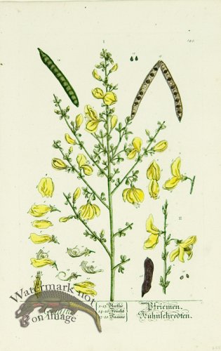 (image for) Blackwell German 009