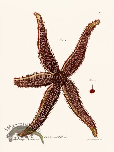 (image for) Knorr Sealife 30