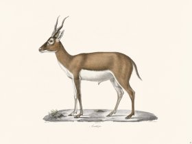 Cuvier 040 Antelope