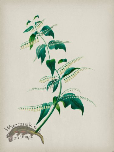 (image for) Andean Botanicals 015