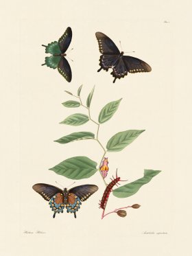 Abbot Butterfly 003