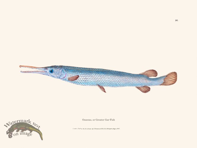 (image for) 090 Greater Gar-Fish